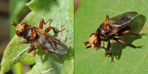 Réf. 86 990 : Sicus ferrugineus