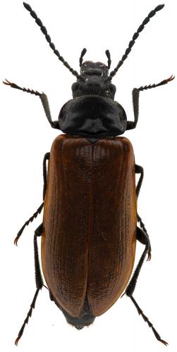 Réf. 86 301 : Omophlus lepturoides
