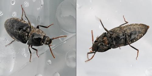 Agrypnus murinus