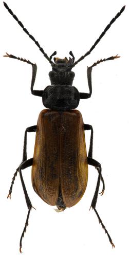 Réf. 86 300 : Omophlus lepturoides