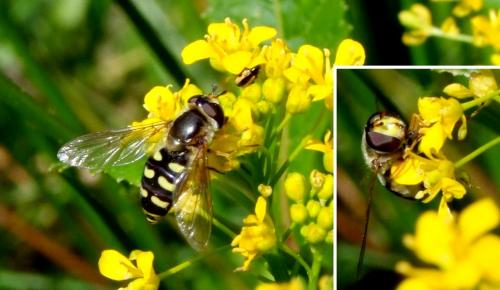 Eupeodes luniger