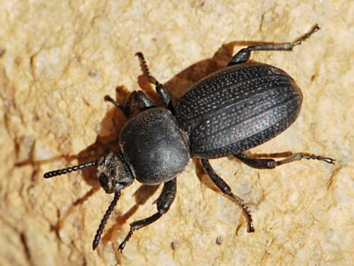 Réf. 86 925 : Scaurus uncinus