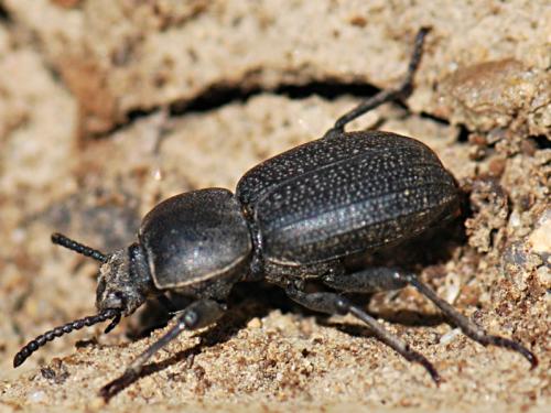 Réf. 86 926 : Scaurus uncinus