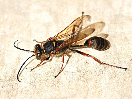 Sceliphron curvatum