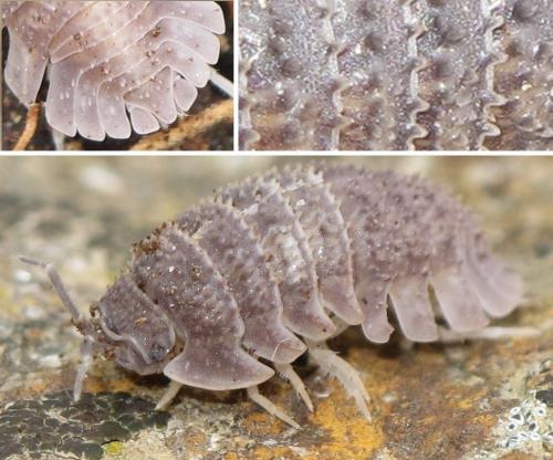 Armadillidium serratum