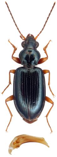 Bembidion siculum winkleri