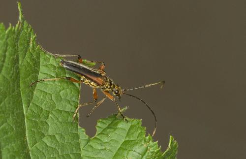 Réf. 86 666 : Stenocorus meridianus