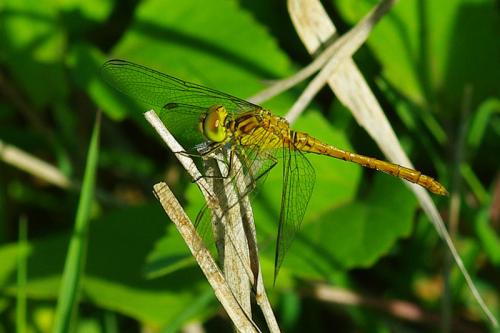 Sympetrum meridionale