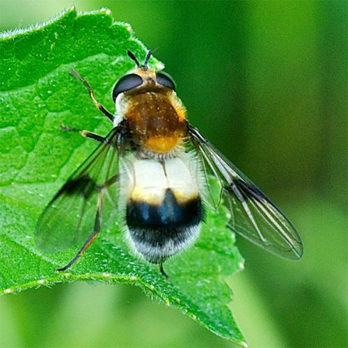 Réf. 86 964 : Leucozona lucorum