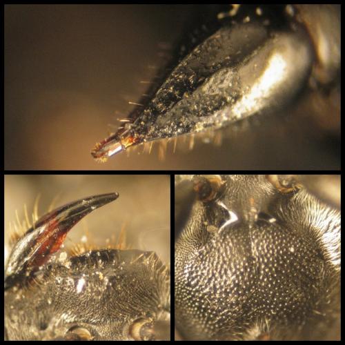 Réf. 86 099 : Tachysphex unicolor