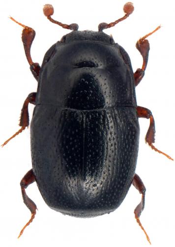 Plegaderus vulneratus