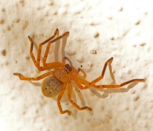 Réf. 86 404 : Olios argelasius