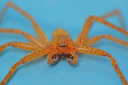 Olios argelasius