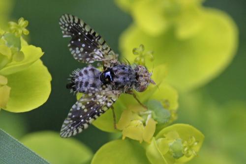 Noeeta pupillata