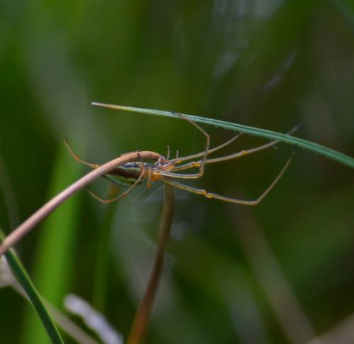 Tetragnatha sp.