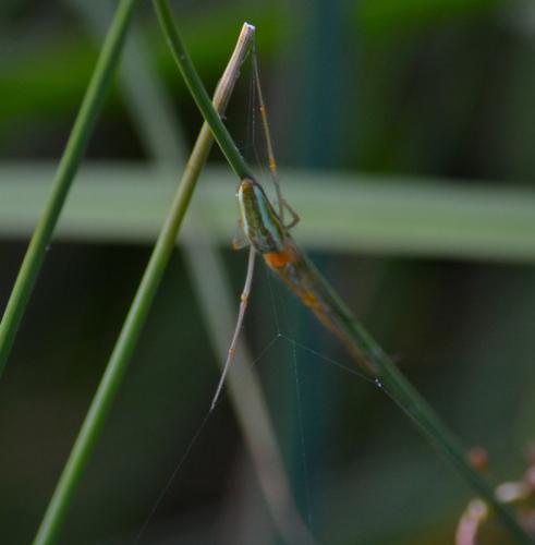 Tetragnatha sp.
