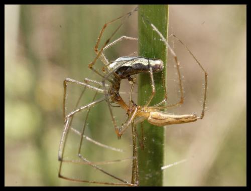 Tetragnatha sp.