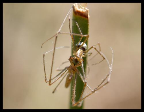 Réf. 86 651 : Tetragnatha sp.