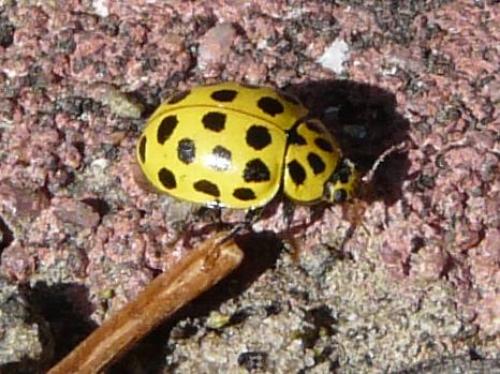 Réf. 86 033 : Psyllobora vigintiduopunctata