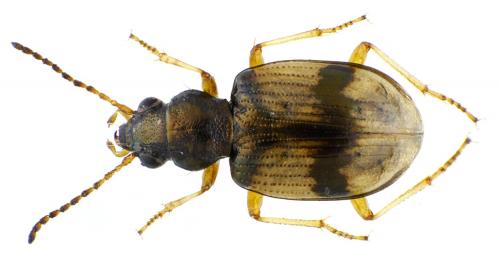 Bembidion kuesteri