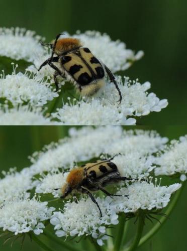 Trichius gallicus