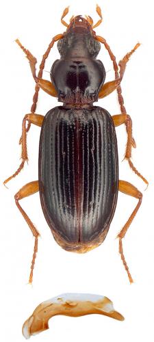 Réf. 86 440 : Sinechostictus inustus