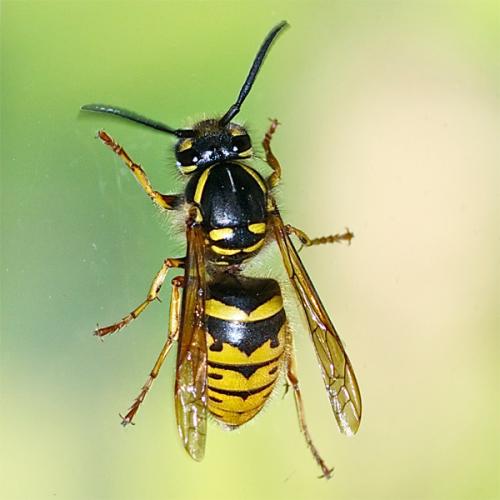Réf. 86 650 : Vespula vulgaris