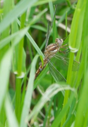 Orthetrum brunneum