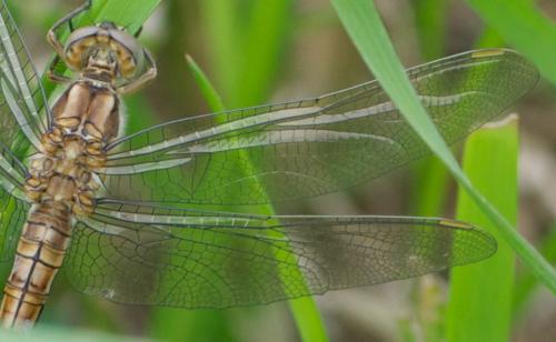 Orthetrum brunneum