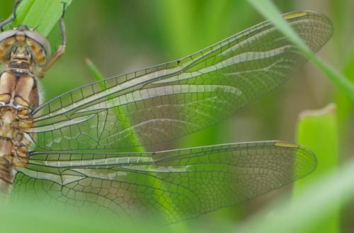 Orthetrum brunneum