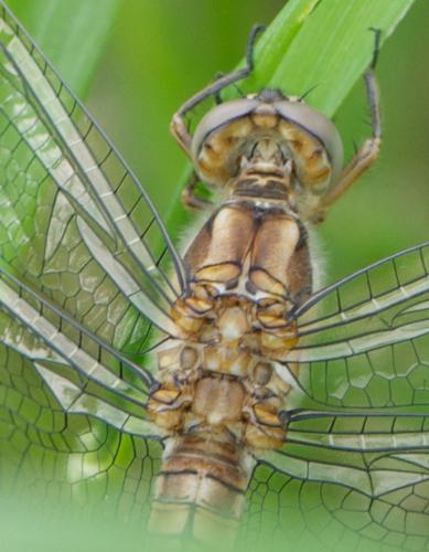 Orthetrum brunneum