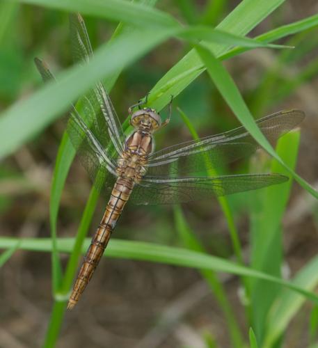 Orthetrum brunneum