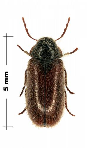 Réf. 86 625 : Hyperisus plumbeum