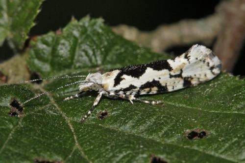 Réf. 86 694 : Ypsolopha sequella