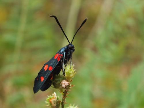 Zygaena ephialtes