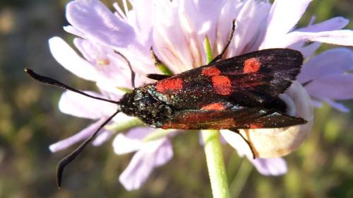 Zygaena ephialtes