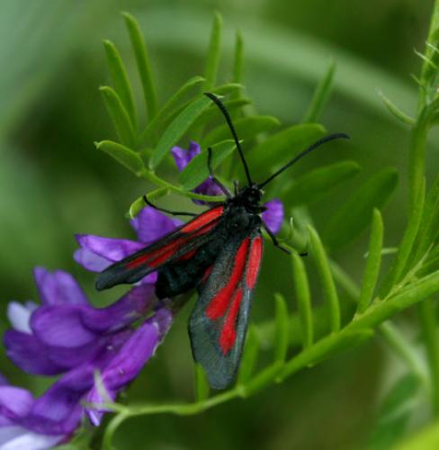 Zygaena romeo