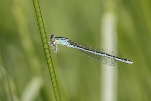 Ischnura pumilio