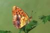 86059 – Photo : Bartolome Joseph – France (42)