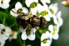86241 – Photo : Karine Arnou – Italie