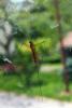 86116 – Photo : Nicolas Alric – France (12)
