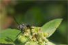 86521 – Photo : Jacques-Alexis Real – Martinique