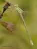 86747 – Photo : Berger Laurent – France (38)