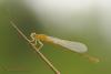 86685 – Photo : Berger Laurent – France (38)