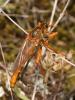 86043 – Photo : Pierre Gros – France (06)