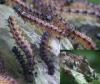 86417 – Photo : Arthropa - Benoit Martha – France (18)