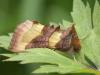 86598 – Photo : Arthropa - Benoit Martha – France (18)