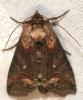 86588 – Photo : Arthropa - Benoit Martha – France (18)