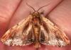 86593 – Photo : Arthropa - Benoit Martha – France (18)