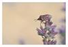 86210 – Photo : Robin Fourre – France (86)